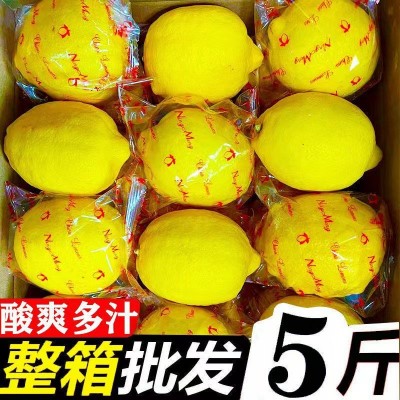 黄柠檬图3