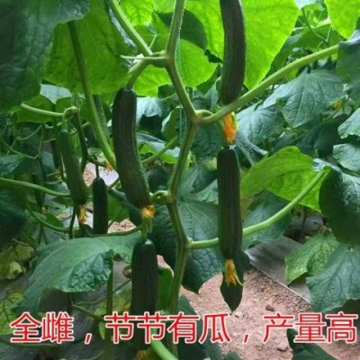 无刺水果黄瓜种子 荷兰进口水果黄瓜种籽 小黄瓜乳瓜子种全国包邮图3
