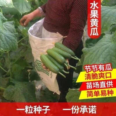 无刺水果黄瓜种子 荷兰进口水果黄瓜种籽 小黄瓜乳瓜子种全国包邮图2