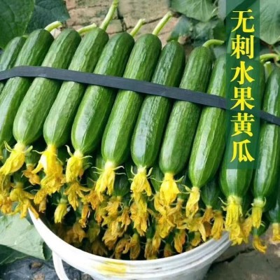 无刺水果黄瓜种子 荷兰进口水果黄瓜种籽 小黄瓜乳瓜子种全国包邮图4