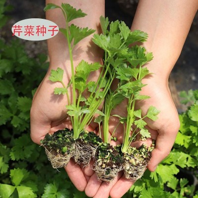 四季小香芹种子大全芹菜苗种籽大全芹菜种子季青菜籽蔬菜种子批发图3