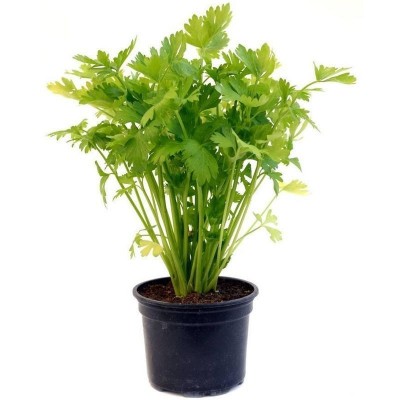 四季小香芹种子大全芹菜苗种籽大全芹菜种子季青菜籽蔬菜种子批发图5