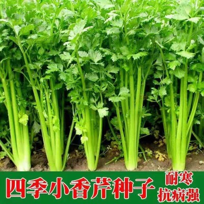 四季小香芹种子大全芹菜苗种籽大全芹菜种子季青菜籽蔬菜种子批发图2