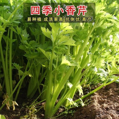 四季小香芹种子大全芹菜苗种籽大全芹菜种子季青菜籽蔬菜种子批发图4