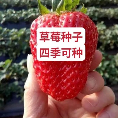 奶油草莓籽四季开花结果草莓籽庭院阳台盆栽水果易种耐寒图2