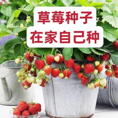 奶油草莓籽四季开花结果草莓籽庭院阳台盆栽水果易种耐寒图4