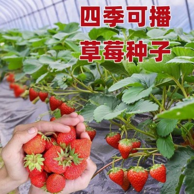 奶油草莓籽四季开花结果草莓籽庭院阳台盆栽水果易种耐寒图3