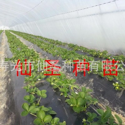 草莓苗红莓地莓观光园采摘园种芳香水果可盆栽红色草莓种子图2