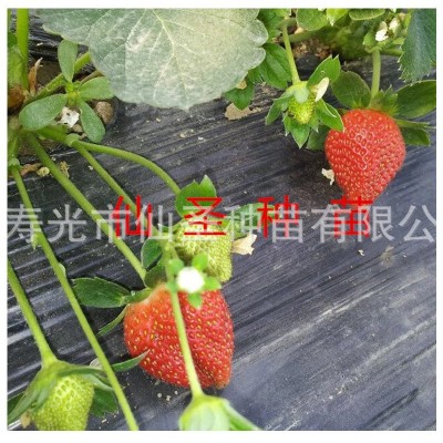 草莓苗红莓地莓观光园采摘园种芳香水果可盆栽红色草莓种子图4