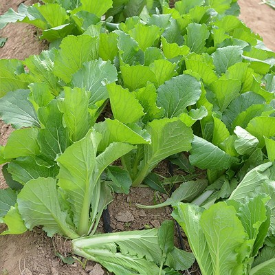 青梗小白菜种子四季小青菜种籽阳台盆栽南方菜籽种大全农家蔬菜孑图2
