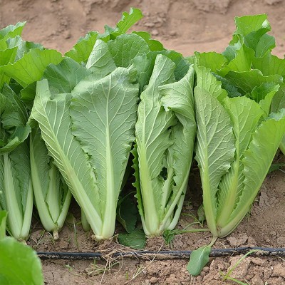 青梗小白菜种子四季小青菜种籽阳台盆栽南方菜籽种大全农家蔬菜孑图3