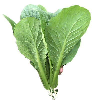 青梗小白菜种子四季小青菜种籽阳台盆栽南方菜籽种大全农家蔬菜孑图4