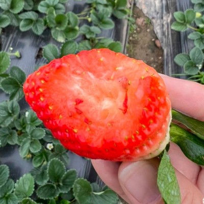 奶油红草莓种子四季盆栽种植草莓阳台园艺 小菜园易种观赏蔬果种图3
