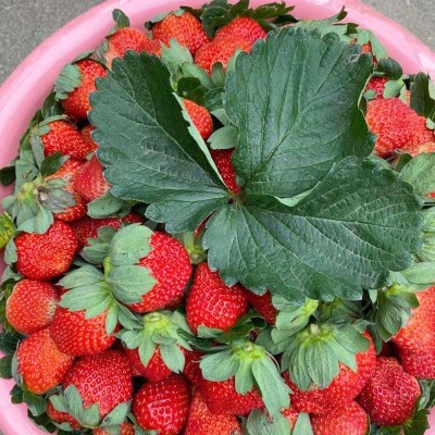 奶油红草莓种子四季盆栽种植草莓阳台园艺 小菜园易种观赏蔬果种图4