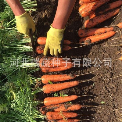 华煜三红七寸参胡萝卜种子厂家批发西洋三红参红萝卜种籽菜园蔬菜图3