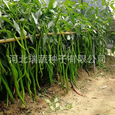华煜8898线椒种子厂家批发干鲜两用细线椒辣椒种籽菜园蔬菜种孑图2