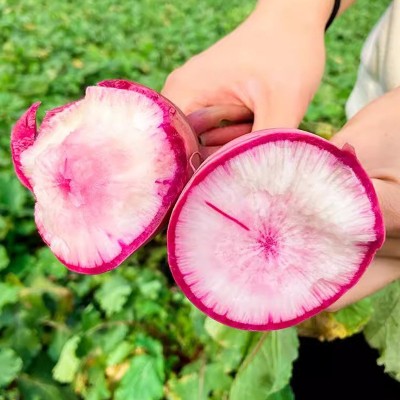 盛优甜脆冰淇淋萝卜种子 菜园农家甜脆凤梨红皮红心萝卜籽 夏秋播图2