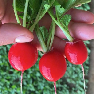 华煜水果红丁萝卜种子速生皮薄鲜红白肉脆嫩樱桃萝卜种籽厂家批发图3
