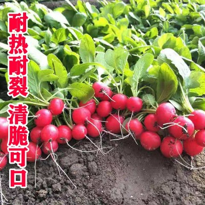 华煜水果红丁萝卜种子速生皮薄鲜红白肉脆嫩樱桃萝卜种籽厂家批发图2