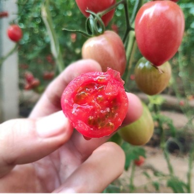 小番茄种子红圣女果种籽樱桃西红柿水果盆栽四季蔬菜种籽子大全图3