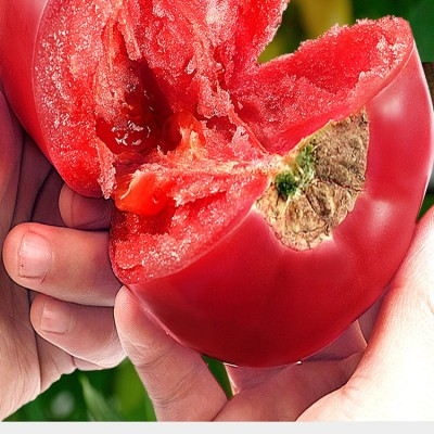 红番茄种子沙瓤大西红柿种籽四季盆栽春季庭院种植蔬菜种子孑图2