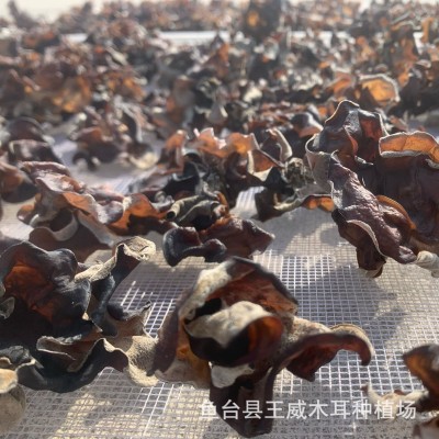 白背木耳小木耳水洗去沙无渣干度好规格多选山东小木耳白背木耳图2
