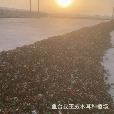 白背木耳小木耳水洗去沙无渣干度好规格多选山东小木耳白背木耳图3