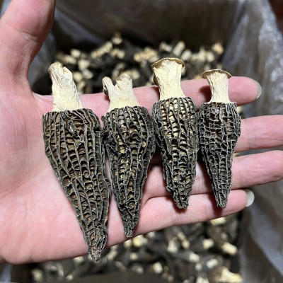 羊肚菌各等级干货批发 食用野生菌产地厂家基地大量供应500克图3