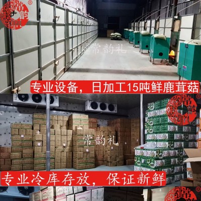 特级鹿茸菇干货粗壮条切根福建厂家直销大量供应批发250克图4