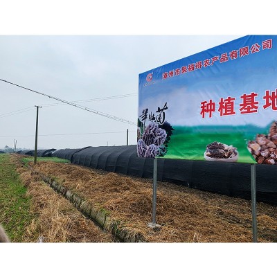 干羊肚菌2023年新货头期干货剪柄带柄野生 产地货源大货250克图4