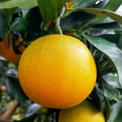 锦蜜甜橙湖南麻阳冰糖橙新鲜水果新鲜采摘批发当季水果一件代发图2