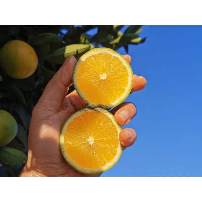 锦蜜甜橙湖南麻阳冰糖橙新鲜水果新鲜采摘批发当季水果一件代发图3