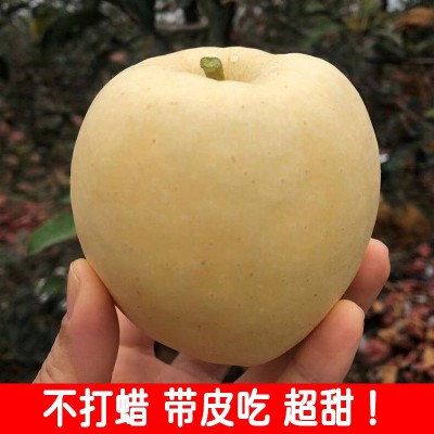 一件代发 山东维纳斯黄金苹果3斤新鲜水果当季整箱非奶油富士苹果图3