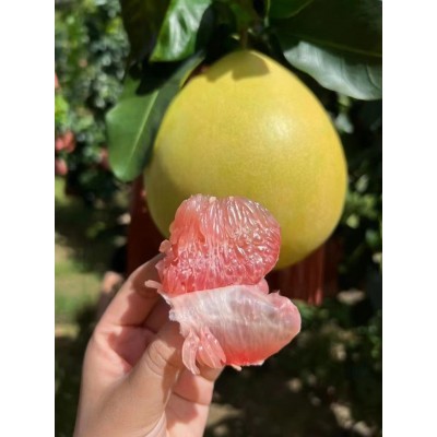 梅州三红蜜柚自家农场种植超甜有水分中秋送人好礼包邮高品质图2