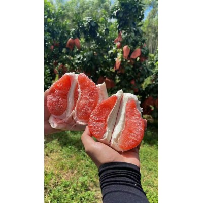 梅州三红蜜柚自家农场种植超甜有水分中秋送人好礼包邮高品质图3