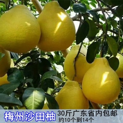 包邮50斤元旦送礼佳品正宗梅州沙田柚纯甜爽口香气十足图2