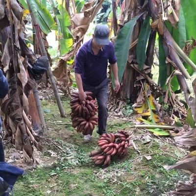 红蕉福建土楼红美人香焦火龙蕉应季新鲜水果香甜红皮香蕉一件代发图2
