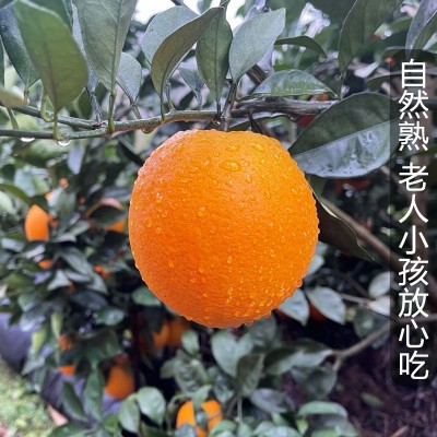 【现货】江西赣南脐橙现摘薄皮橙子当季孕妇新鲜水果整箱批发代发图3