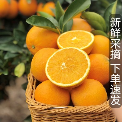 【现货】江西赣南脐橙现摘薄皮橙子当季孕妇新鲜水果整箱批发代发图2