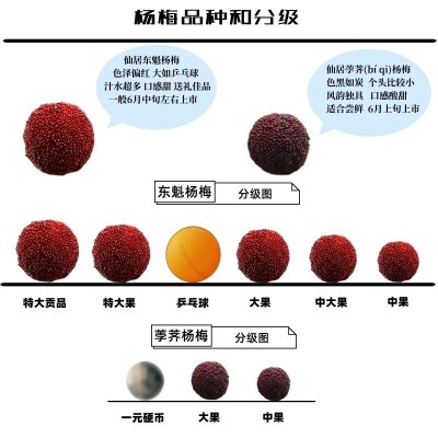 浙江仙居正宗东魁杨梅鲜果新鲜水果现摘现发荸荠当季时令孕妇水果图2