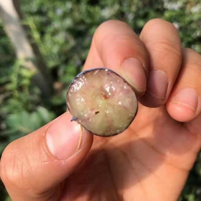 烟台蓝莓鲜果新鲜蓝莓代发蓝莓批发特大果蓝莓顺空运山东一件代发图2