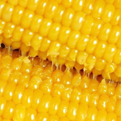 黄糯玉米棒子一件代发甜糯嫩玉米穗苞米工厂直销真空包装加热代餐图4