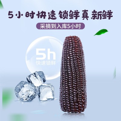 2023头茬黑糯玉米即食玉米代餐真空锁鲜包装香糯玉棒子一件代发图3