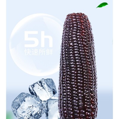 2023头茬黑糯玉米即食玉米代餐真空锁鲜包装香糯玉棒子一件代发图4