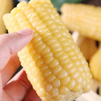 香糯白玉米真空即食包装甜新鲜糯玉米棒子代餐粘玉米电商一件代发图4