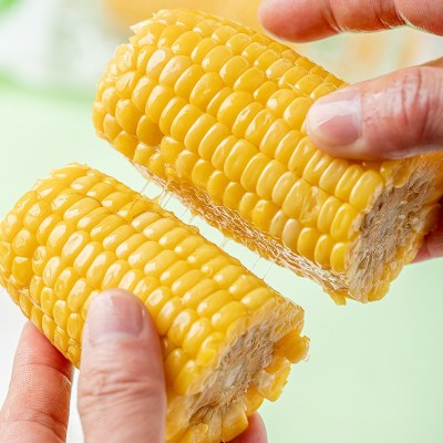 黄糯玉米真空装即食甜糯玉米代餐香糯玉米棒子当季新鲜一件代发图4
