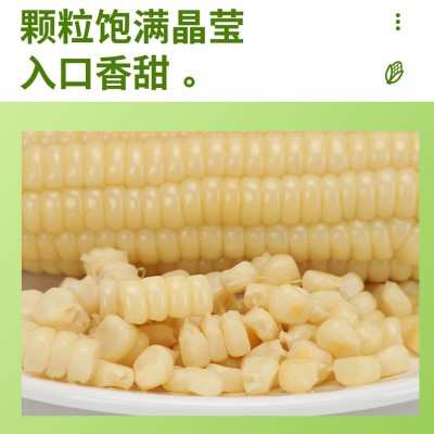 糯玉米香糯玉米小棒子黑玉米玉米黄糯玉米真空装整箱一件代发图2