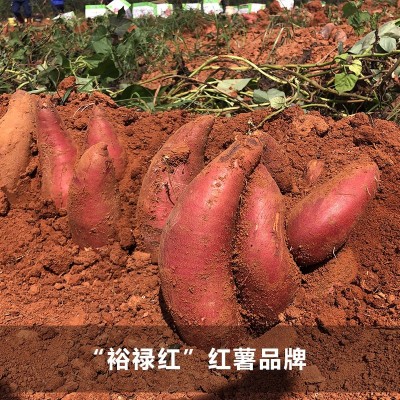 河北兰考裕禄红沙地蜜薯 5斤新鲜糖心红蜜薯西瓜红香糯番薯烤地瓜图5
