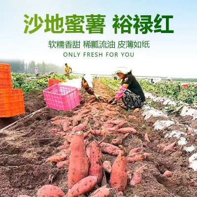 礼盒装裕禄红西瓜红新鲜农家自种蜜薯礼品盒烤红薯高档红皮桔心图3