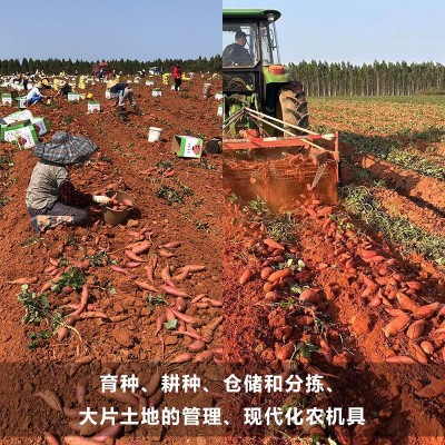 礼盒装裕禄红西瓜红新鲜农家自种蜜薯礼品盒烤红薯高档红皮桔心图4